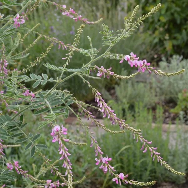Indigofera dielsiana