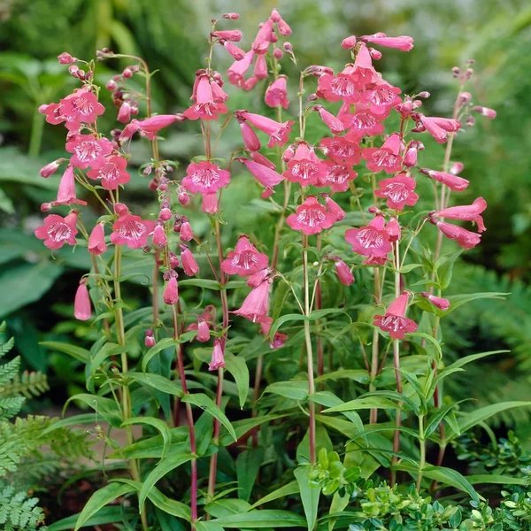 Penstemon barbatus 'Rose Elf'