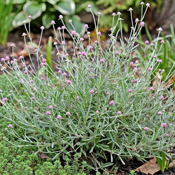 Gomphrena decumbens 'Airy Bachelor's Buttons'