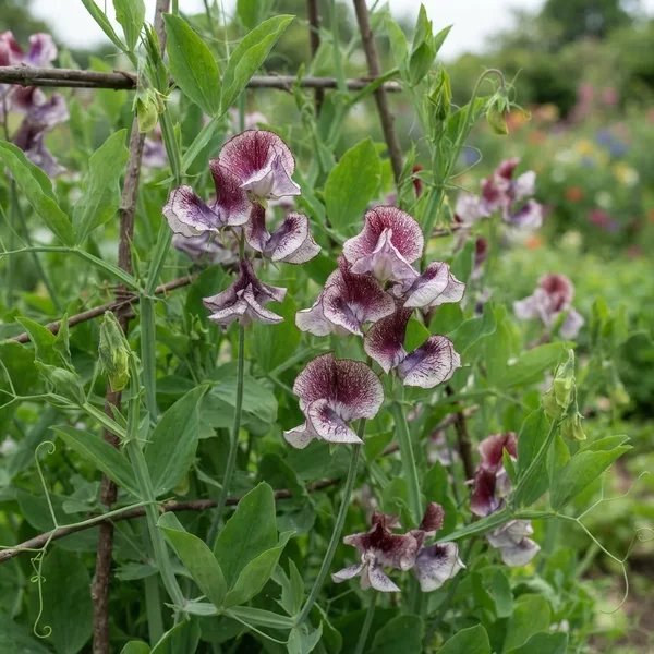 Lathyrus odoratus 'Wiltshire Ripple'
