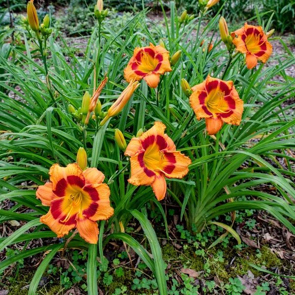Hemerocallis x hybrida 'Notify Ground Crew'