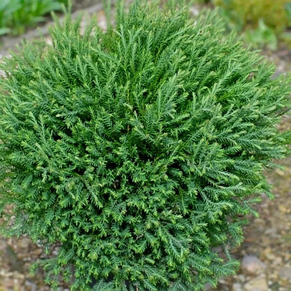 Thuja occidentalis 'Pumila Sudworth'