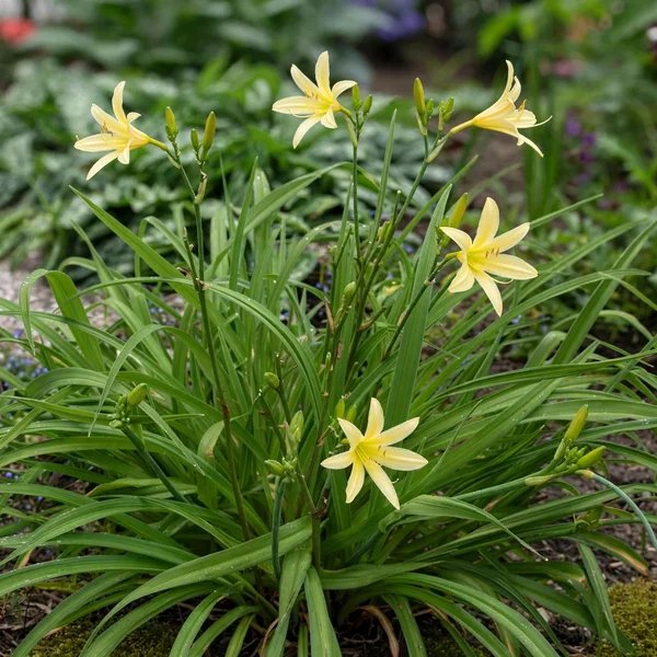 Hemerocallis lilioasphodelus 'Yellow Submarine'