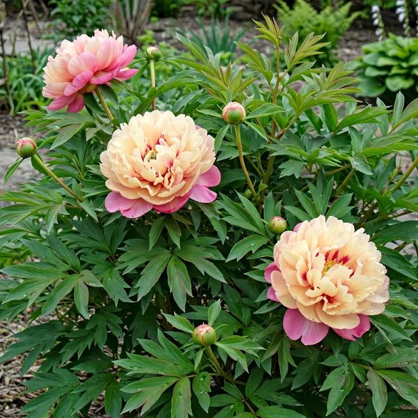 Paeonia x hybrida 'Magical Mystery Tour'