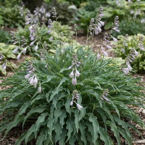 Hosta x hybrida 'Sea Octopus'