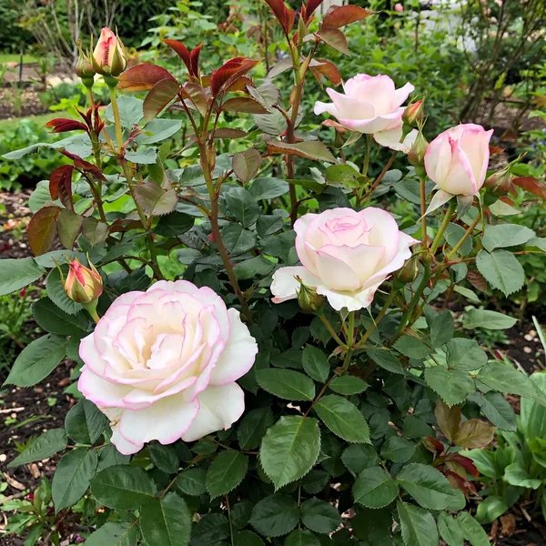 Rosa x hybrida 'Moonstone'