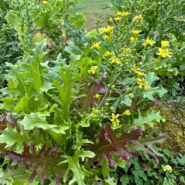 Lactuca sativa 'Mix'