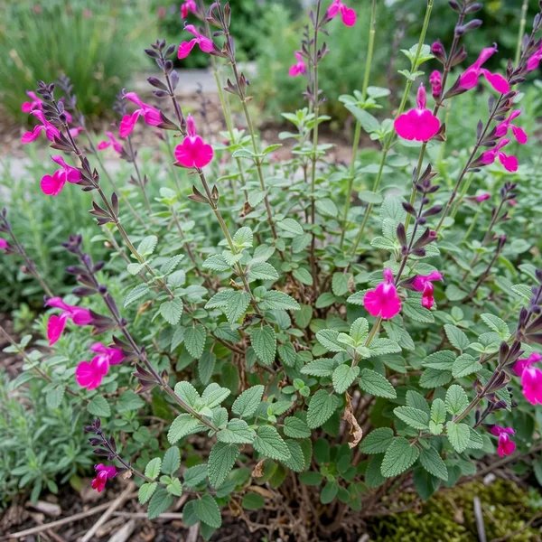 Salvia microphylla 'Wild Watermelon'