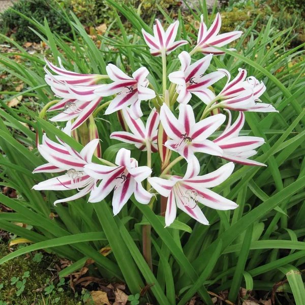 Crinum x hybrida 'Pecan Tree Inn'