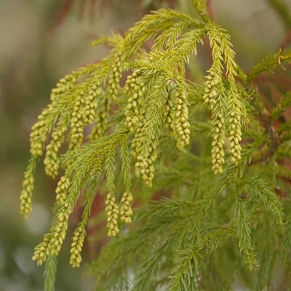 Chamaecyparis nootkatensis 'Aurea'