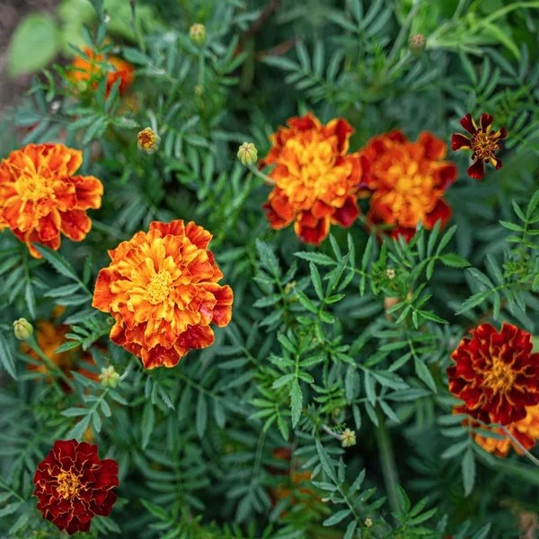 Tagetes erecta 'Harlequin'