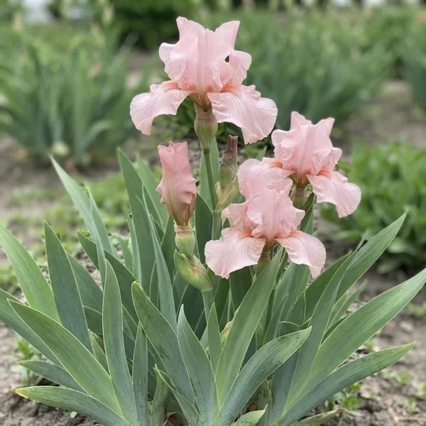 Iris x germanica 'Baboon Bottom Bearded'