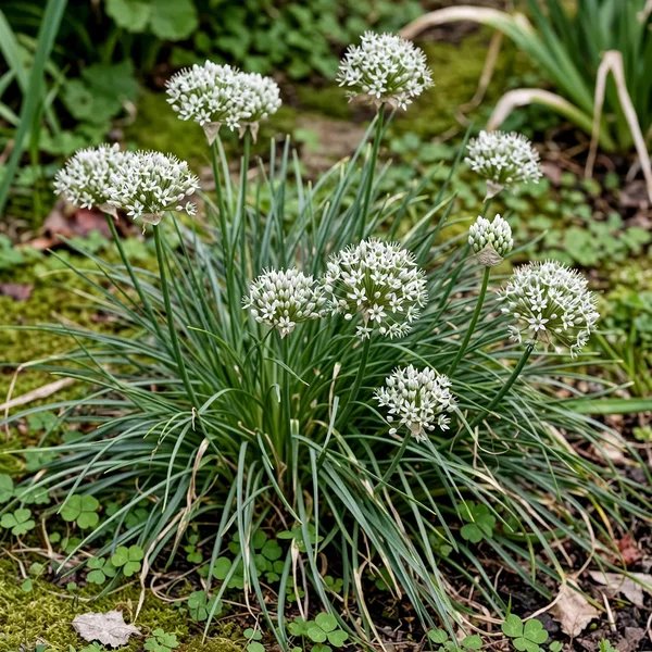 Allium canadense 'White Flag'