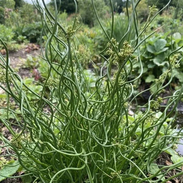 Juncus effusus 'Unicorn'