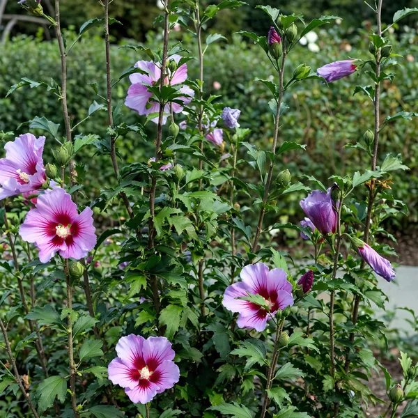 Hibiscus syriacus 'Purple Pillar'