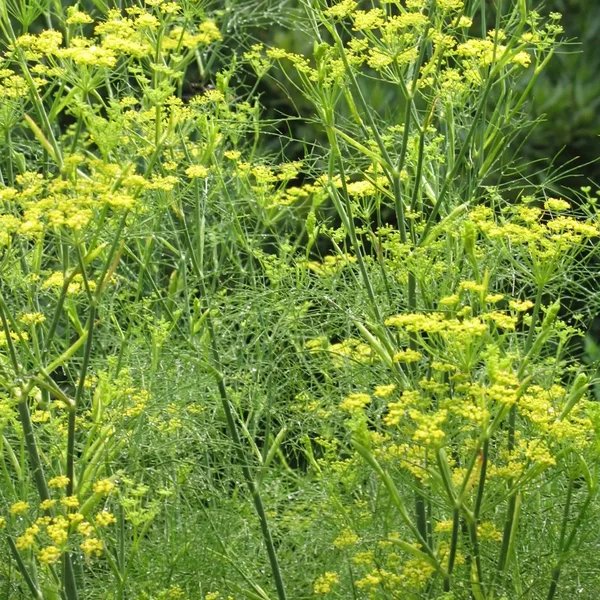 Foeniculum vulgare 'Arnold'