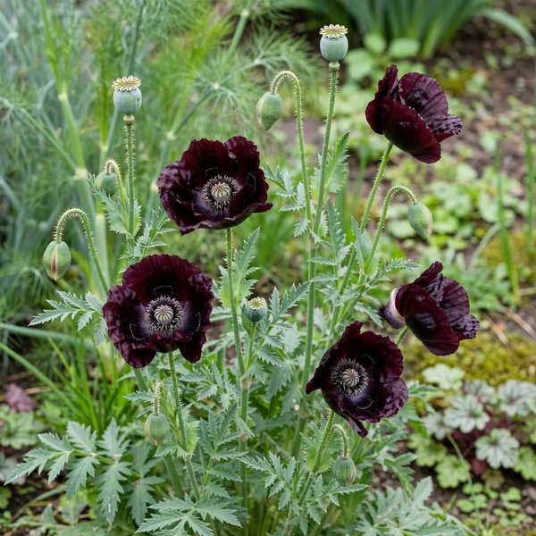 Papaver x hybrida 'Single Black'