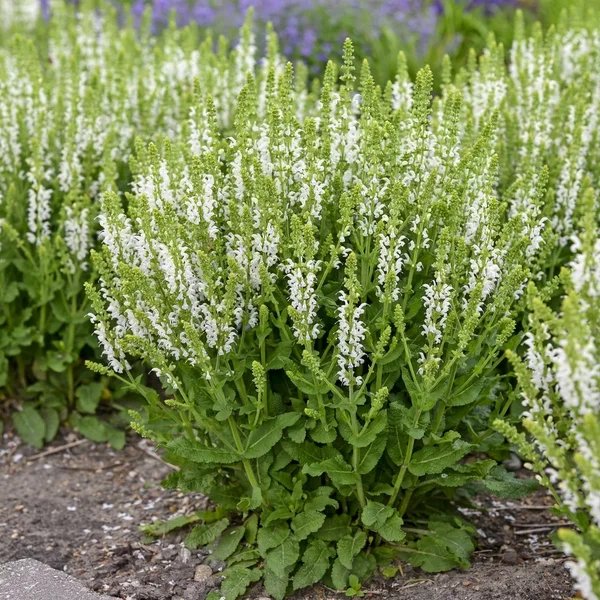 Salvia x hybrida 'White Profusion'