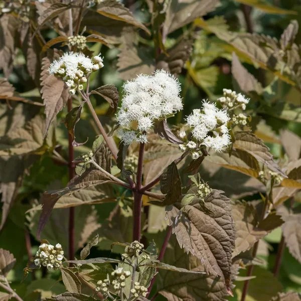 Eupatorium rugosum 'Braunlaub'