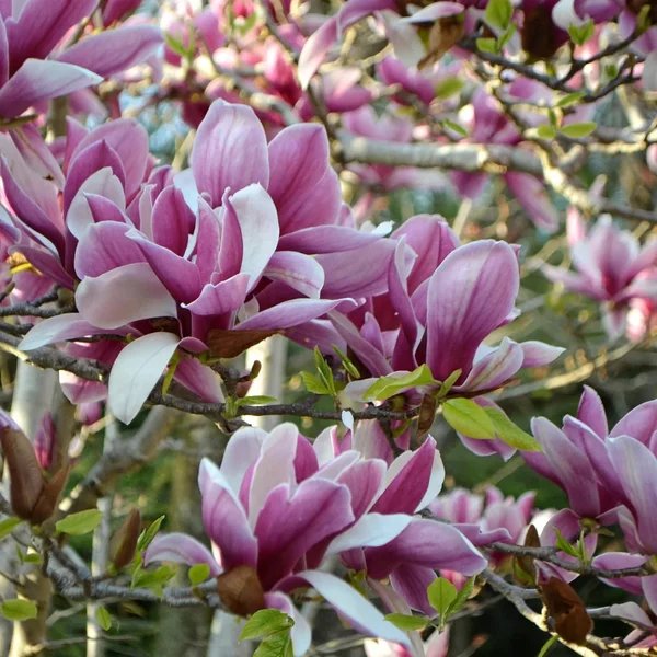 Magnolia x soulangeana 'Coppertallica'