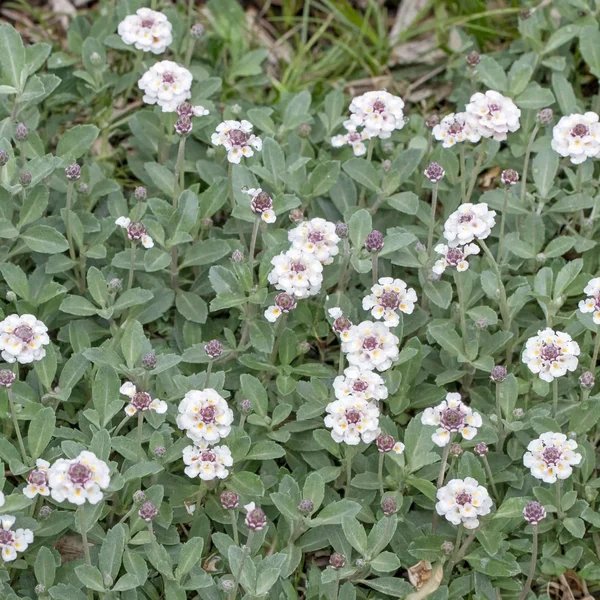 Lippia repens