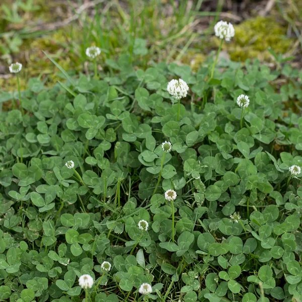 Trifolium repens 'Wheatfen'