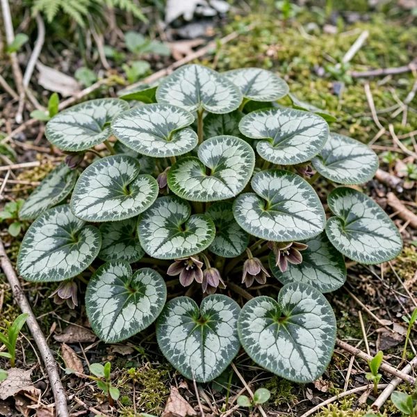 Asarum hexalobum 'Asteroid'