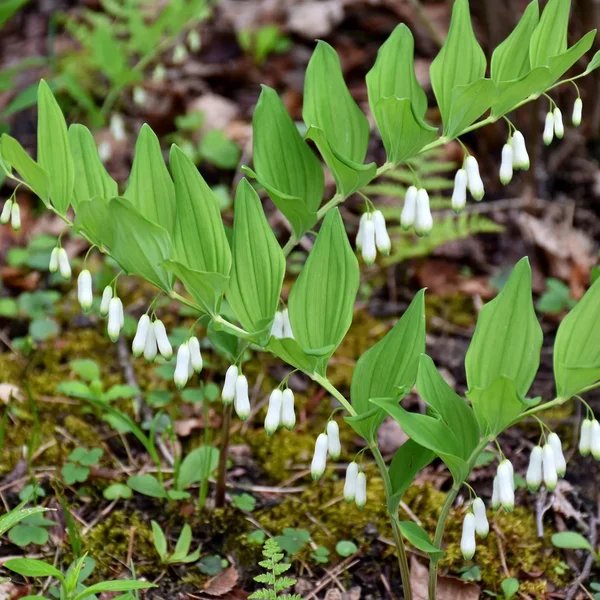 Polygonatum filipes