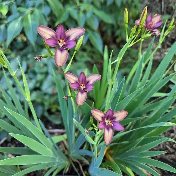 Pardancanda norrisii 'Sangria'
