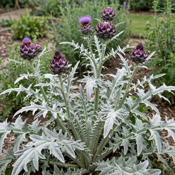 Cynara cardunculus 'Violet de Provence'
