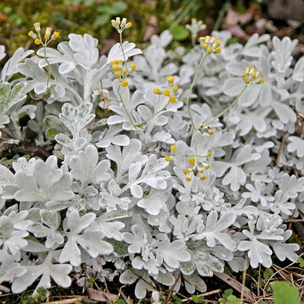 Artemisia stelleriana 'Silver Brocade'
