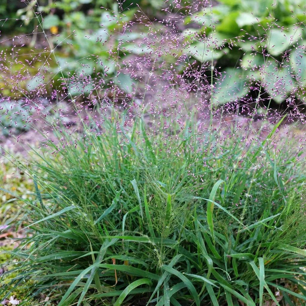 Lovegrass