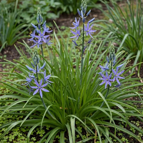 Camassia leichtlinii 'Blue Danube'