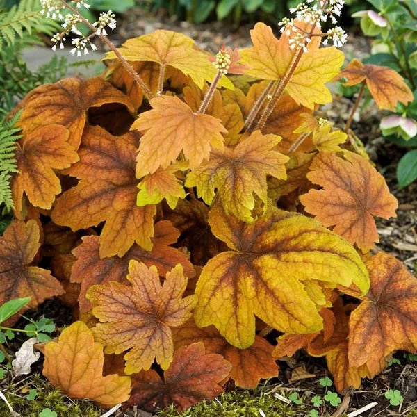 Heuchera x brizoides 'Sweet Tea'