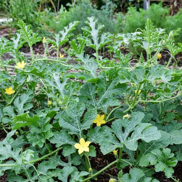 Citrullus lanatus 'Sweet Siberian'