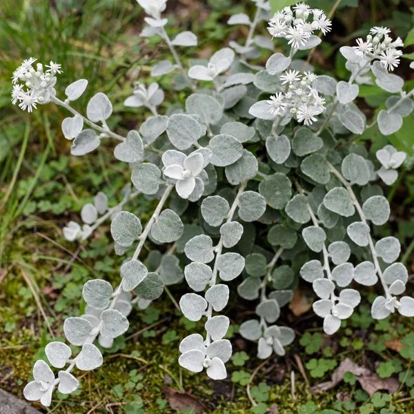 Hedera helix 'Trailing White Licorice'