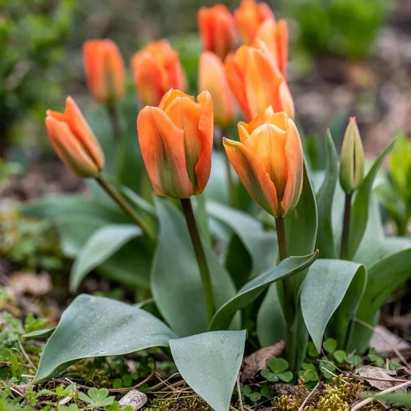 Tulipa x hybrida 'Orange Emperor'