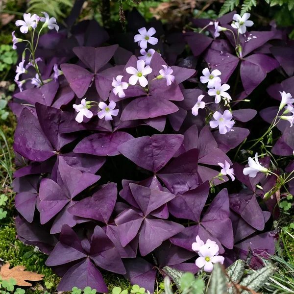 Oxalis triangularis ssp papilionacea