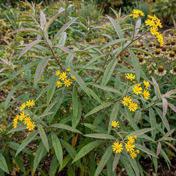 Verbesina persicifolia 'Autumn Sunburst'