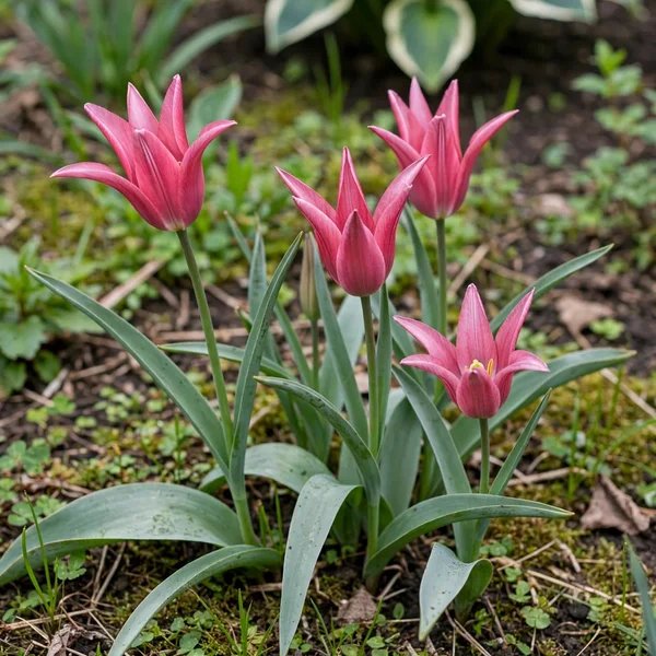 Tulipa x hybrida 'Jacqueline'