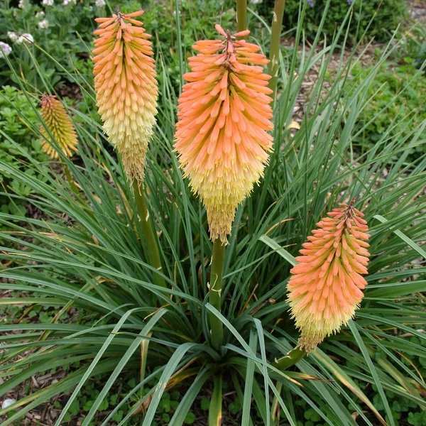 Kniphofia foliosa 'Jenny Bloom'