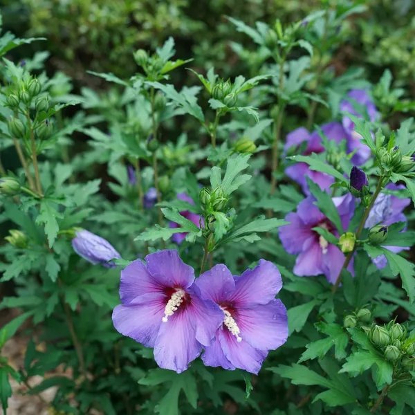 Hibiscus syriacus 'Paraplu Violet'