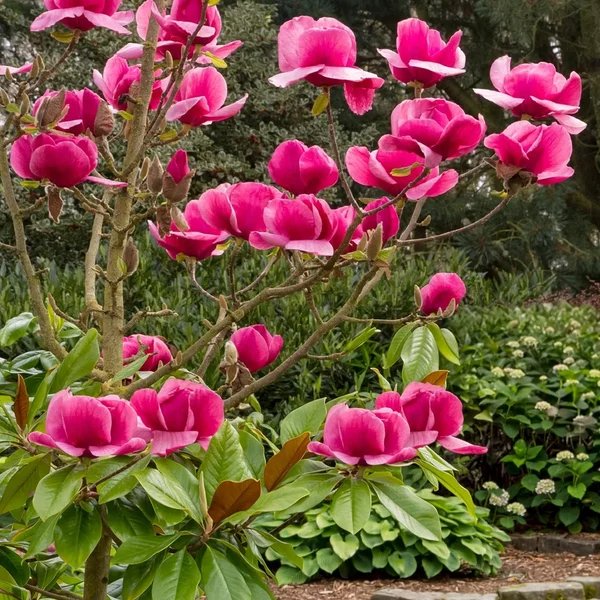 Magnolia grandiflora 'Felix'