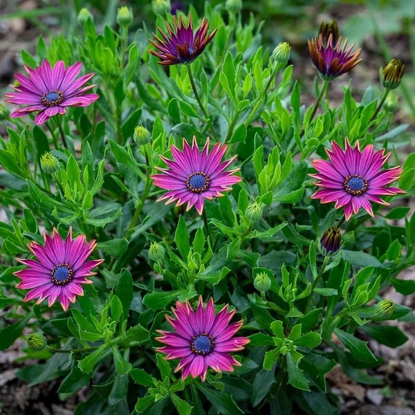 Osteospermum ecklonis 'Zion Copper Amethyst'