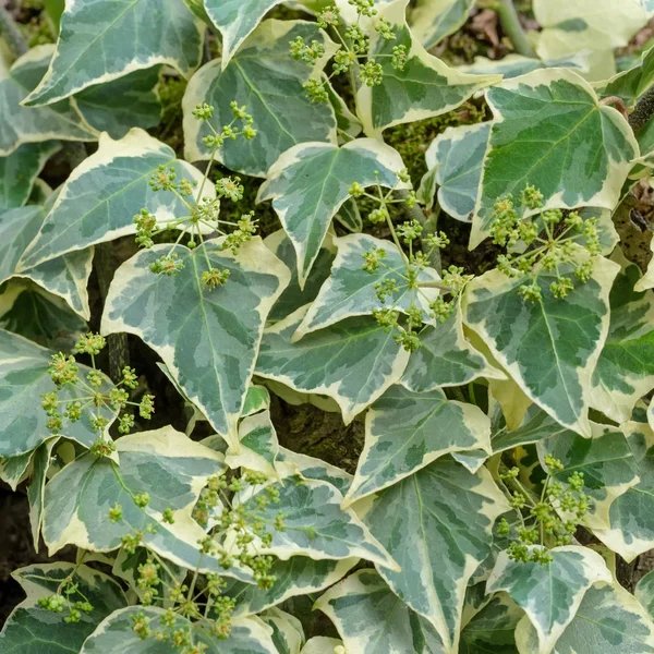 Hedera rhombea 'Creme de Menthe'