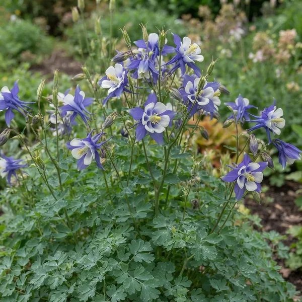 Aquilegia x hybrida 'Songbird Blue Jay'