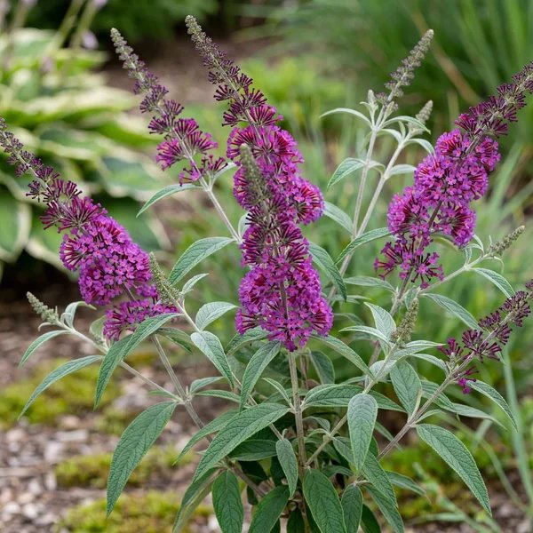 Buddleja davidii 'Buzz Purple'