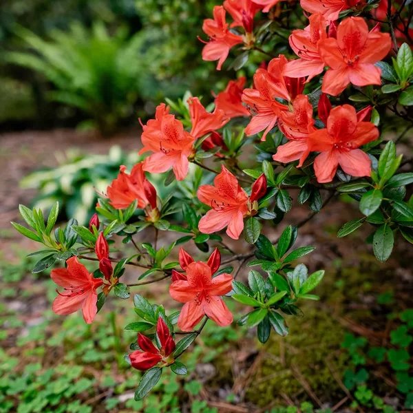 Rhododendron x hybrida 'Roblen'