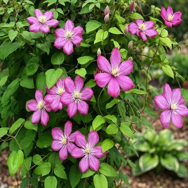 Clematis x hybrida 'Pink Climador'