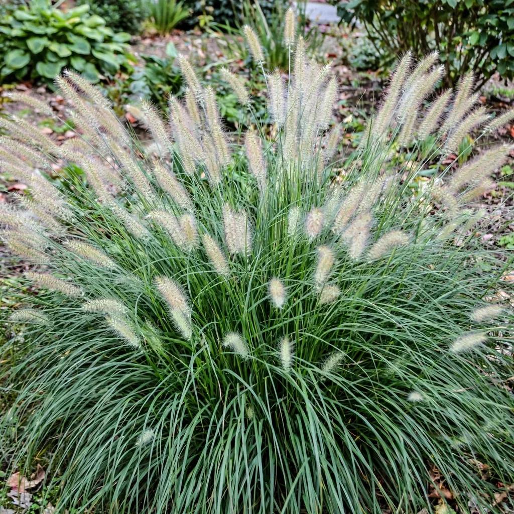 Hameln Dwarf Fountain Grass